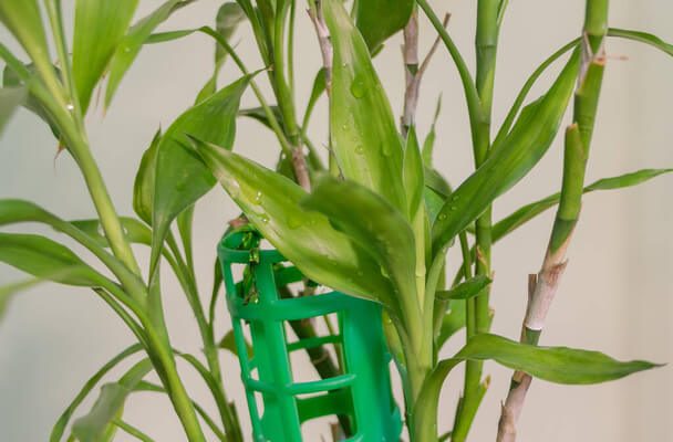Szerencsebambusz (Dracaena sanderiana) ültetése, gondozása, szaporítása, betegségei