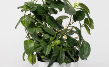 Sokvirágú jázmin (Jasminum polyanthum) ültetése, gondozása, szaporítása, betegségei