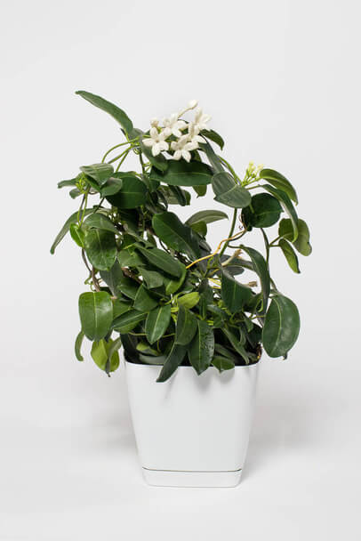 Sokvirágú jázmin (Jasminum polyanthum) ültetése, gondozása, szaporítása, betegségei