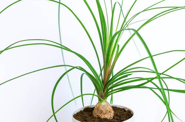 A buzogányfa (Beaucarnea recurvata) ültetése, gondozása, szaporítása, betegségei
