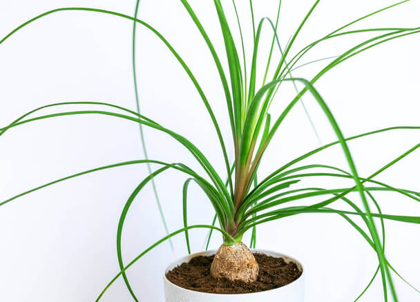 A buzogányfa (Beaucarnea recurvata) ültetése, gondozása, szaporítása, betegségei Könnyen kezelhető, igénytelen szobanövények