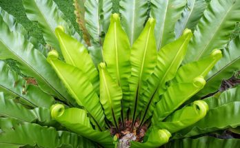 Madárfészekpáfrány (Asplenium nidus) ültetése, gondozása, szaporítása, betegségei