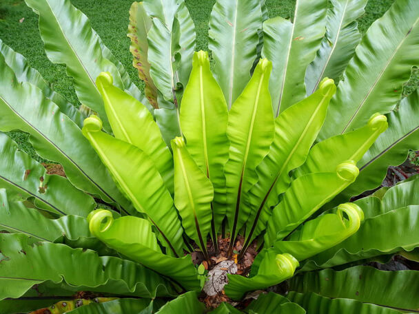 Madárfészekpáfrány (Asplenium nidus) ültetése, gondozása, szaporítása, betegségei