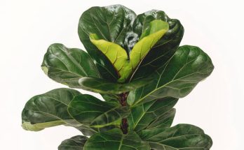 A lantlevelű fikusz (Ficus lyrata) ültetése, gondozása, szaporítása, betegségei