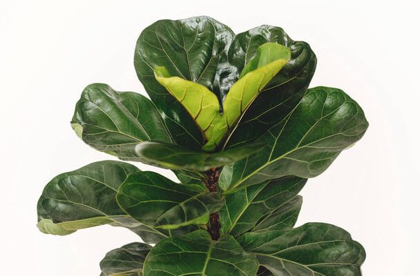 A lantlevelű fikusz (Ficus lyrata) ültetése, gondozása, szaporítása, betegségei