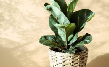 A lantlevelű fikusz (Ficus lyrata) ültetése, gondozása, szaporítása, betegségei