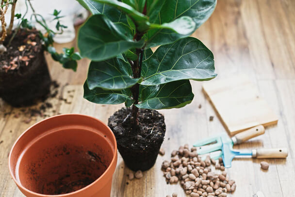 A lantlevelű fikusz (Ficus lyrata) ültetése, gondozása, szaporítása, betegségei