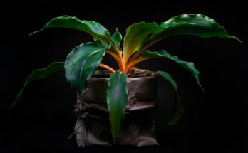 Narancsvulkán (Chlorophytum orchidastrum) ültetése, gondozása, szaporítása, betegségei