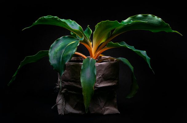 Narancsvulkán (Chlorophytum orchidastrum) ültetése, gondozása, szaporítása, betegségei