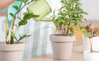 Hogyan öntözzük helyesen a különböző szobanövényeket - Tippek és tanácsok