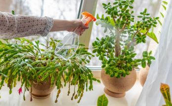 Hogyan öntözzük helyesen a különböző szobanövényeket - Tippek és tanácsok