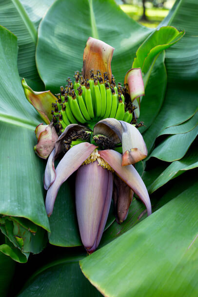 A törpe banán (Musa acuminata) ültetése, gondozása, szaporítása, betegségei