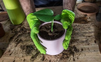 Hogyan szaporítsuk a szobanövényeinket?