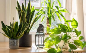 A szobanövények egészségjavító hatásai