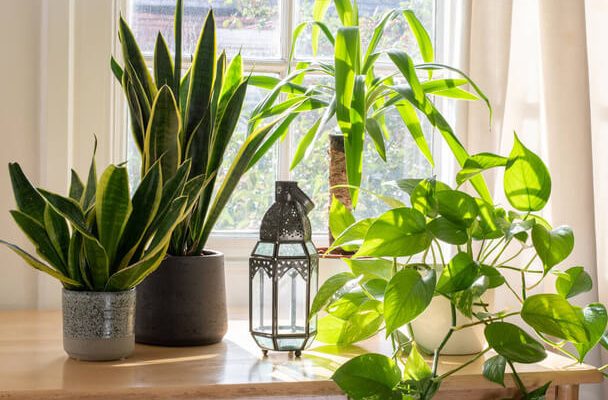 A szobanövények egészségjavító hatásai