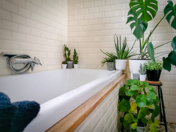 Fürdőszobai növények: Frissesség és harmónia