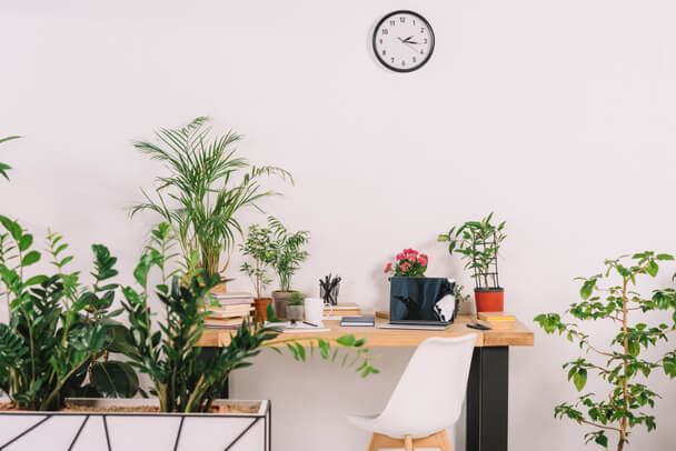 A munkahelyi szobanövények előnyei