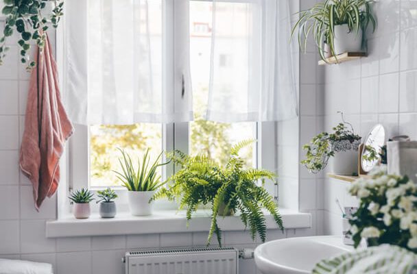 Melyik szobanövény illik a legjobban a fürdőszobába?