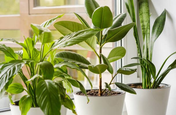 Szobanövények: Ültetési tippek és trükkök