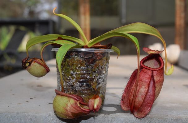 A kancsóka vagy kancsóvirág (Nepenthes) ültetése, gondozása, szaporítása, betegségei