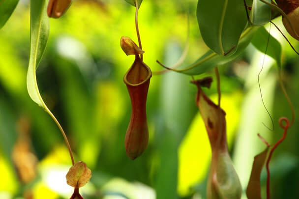 A kancsóka vagy kancsóvirág (Nepenthes) ültetése, gondozása, szaporítása, betegségei