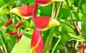 Rákollóvirág (Heliconia) ültetése, gondozása, szaporítása, betegségei