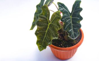 Az alokázia (Alocasia sanderiana) ültetése, gondozása, szaporítása, betegségei