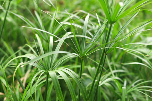 A palka (Cyperus sp.) gondozása, ültetése, szaporítása, betegségei