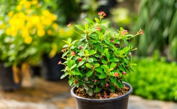A pompás kutyatej (Euphorbia milii) gondozása, ültetése, szaporítása, betegségei