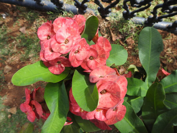 A pompás kutyatej (Euphorbia milii) gondozása, ültetése, szaporítása, betegségei