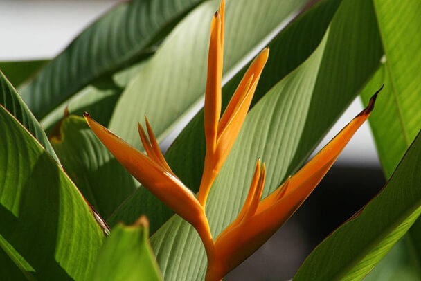 A pompás papagájvirág (Strelitzia reginae) gondozása, ültetése, szaporítása, betegségei