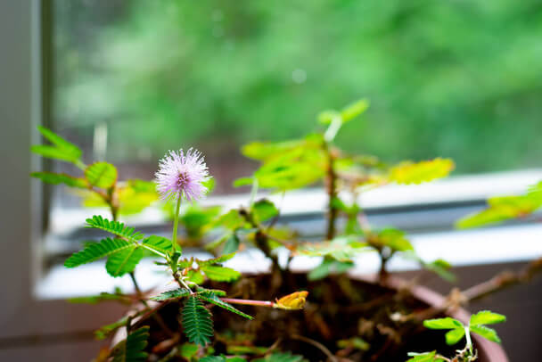 Szemérmes mimóza (Mimosa pudica) gondozása, ültetése, szaporítása, betegségei