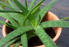 Aloe Vera (Aloë vera) gondozása, ültetése, szaporítása, betegségei
