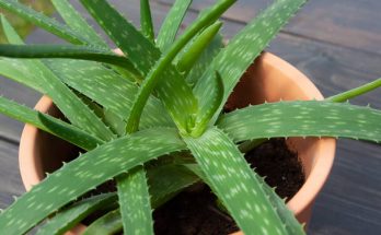 Aloe Vera (Aloë vera) gondozása, ültetése, szaporítása, betegségei