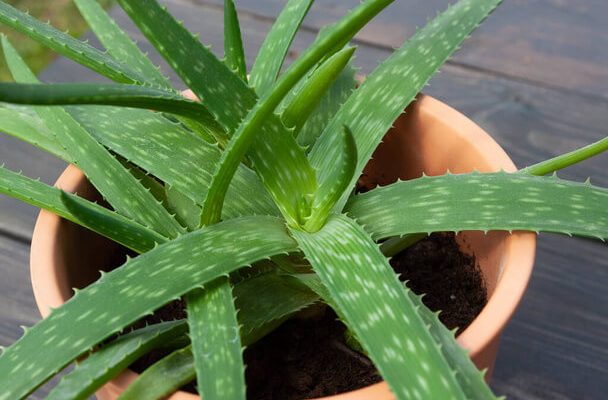 Aloe Vera (Aloë vera) gondozása, ültetése, szaporítása, betegségei