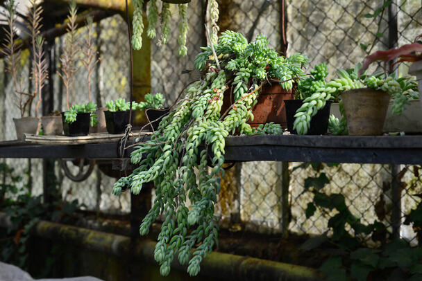 A csüngő varjúháj (Sedum morganianum) gondozása, ültetése, szaporítása, betegségei