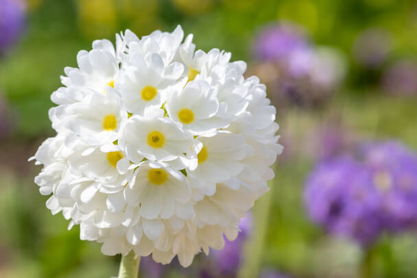 Gömbös Kankalin (Primula denticulata) gondozása, ültetése, szaporítása