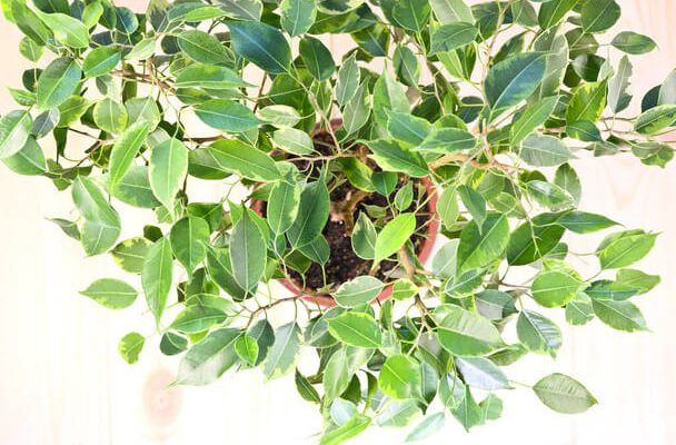 A kislevelű fikusz (Ficus benjamina) gondozása, ültetése, szaporítása, betegségei