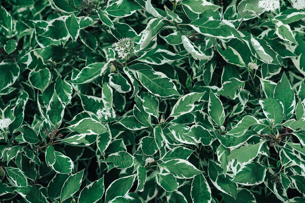 A kislevelű fikusz (Ficus benjamina) gondozása, ültetése, szaporítása, betegségei