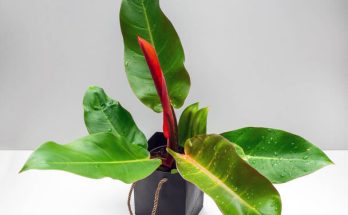 A pirosló filodendron (Philodendron erubescens) gondozása, ültetése, szaporítása, betegségei