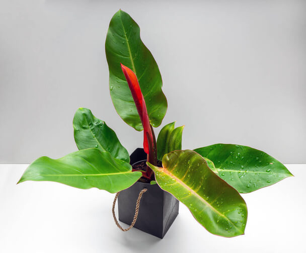 A pirosló filodendron (Philodendron erubescens) gondozása, ültetése, szaporítása, betegségei
