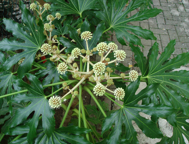 A szobaarália, vagy japán arália (Fatsia japonica) gondozása, ültetése, szaporítása, betegségei