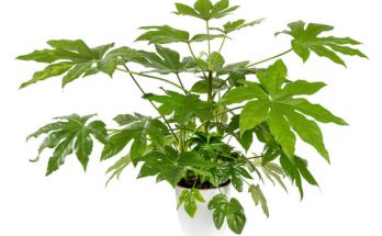 A szobaarália, vagy japán arália (Fatsia japonica) gondozása, ültetése, szaporítása, betegségei