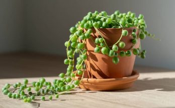 A zöldborsólevelű szeneció (Senecio rowleyanus) gondozása, ültetése, szaporítása, betegségei