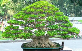 A bonsai fák gondozásának trükkjei