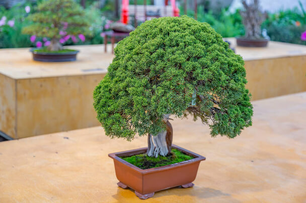 A bonsai fák gondozásának trükkjei