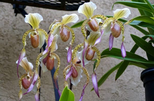 Milyen helyen érzi magát igazán jól az orchidea?