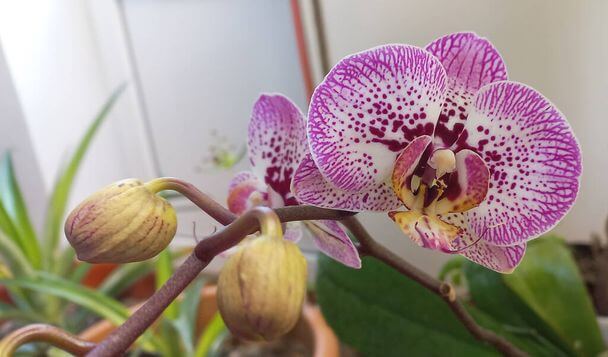 Milyen helyen érzi magát igazán jól az orchidea?