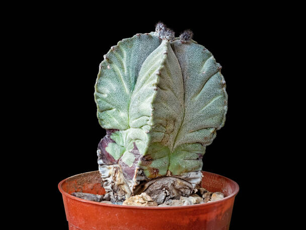 A papsüvegkaktusz (Astrophytum myriostigma) gondozása, szaporítása