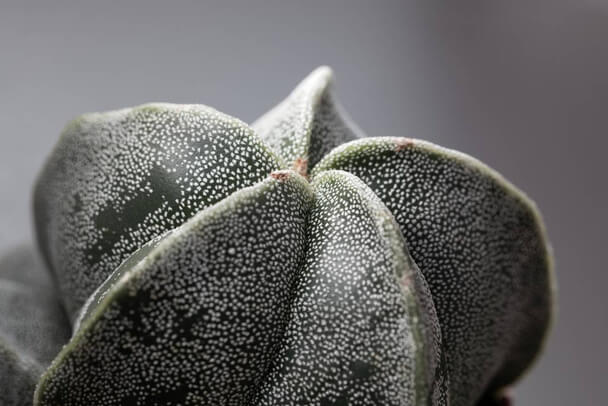 A papsüvegkaktusz (Astrophytum myriostigma) gondozása, szaporítása